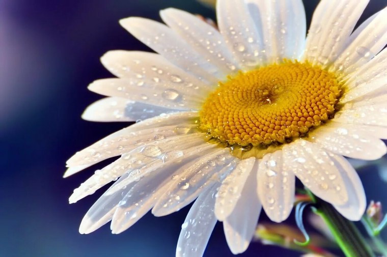 Ромашки в руках