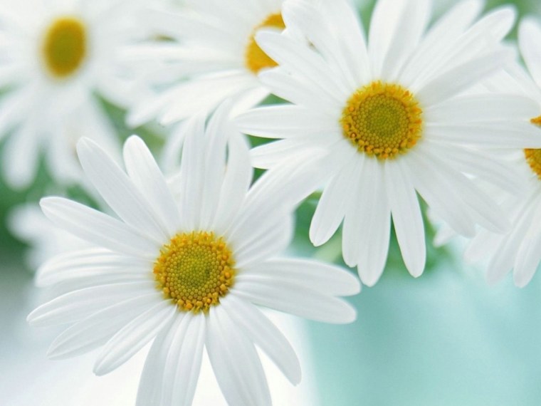 Ромашки на голубом небе