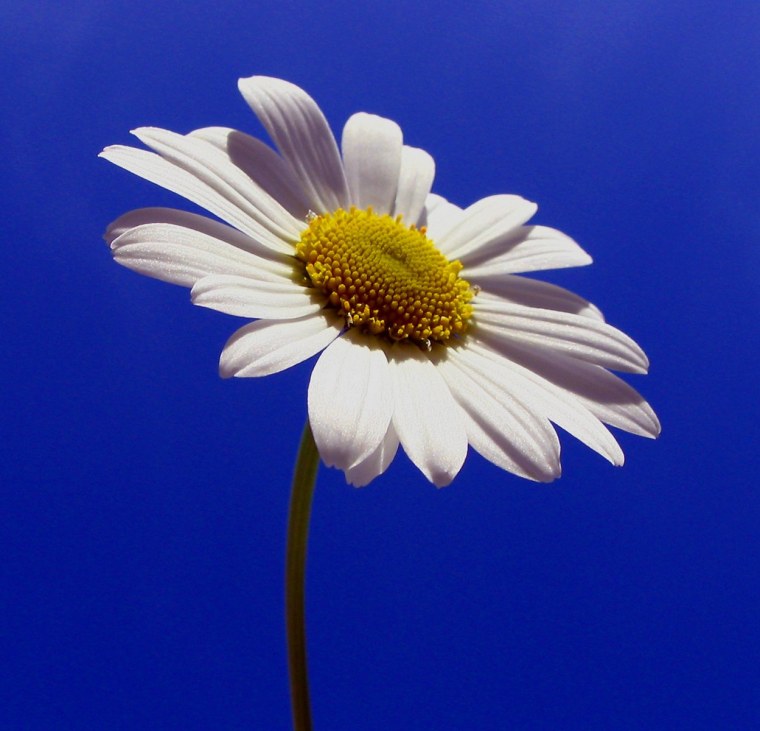 Девушка с букетом ромашек