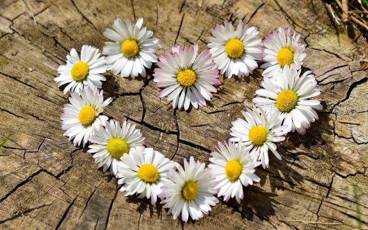 Бабочка и ромашки