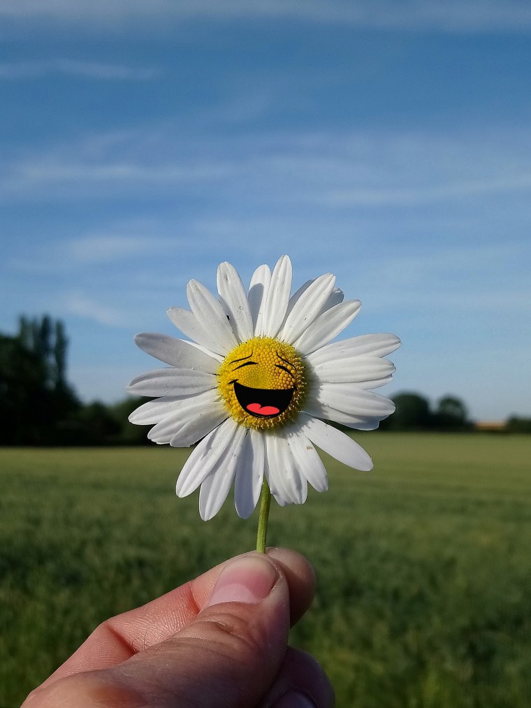 Ромашки в чашке