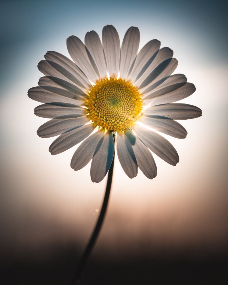 Мойчечак Гули