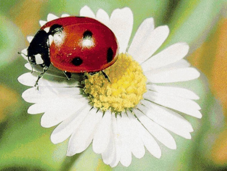 Лето ромашки