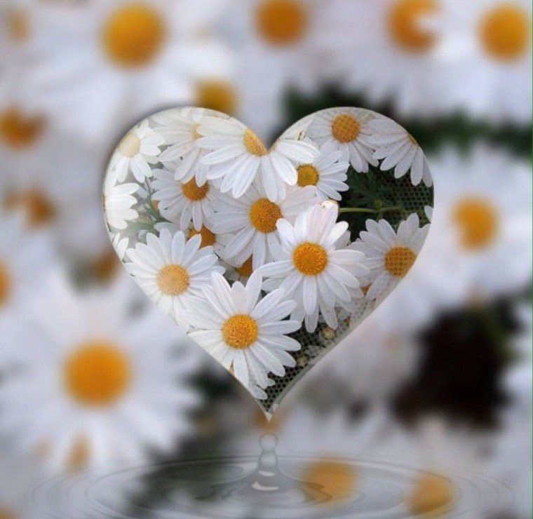 Ромашка цветы