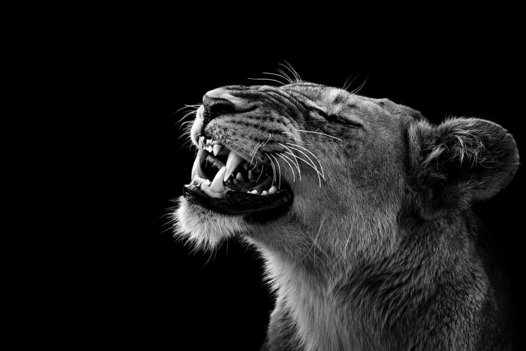 Лев рычит