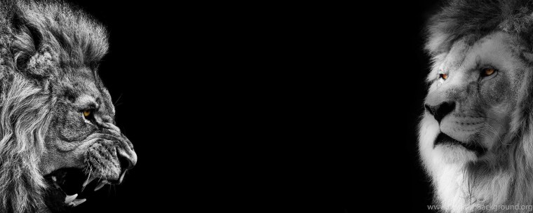 Темный фон с двумя львами