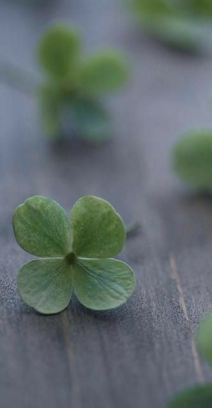 Четырехлистный клевер на черном фоне