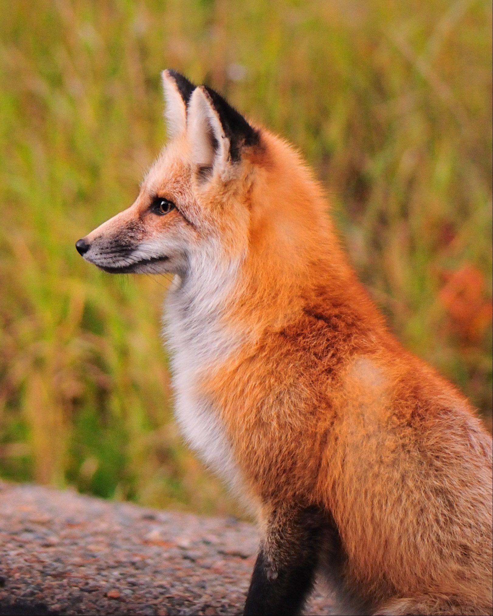 First fox. Лиса. Лиса в профиль. Лиса вид с боку. Сидячая лиса.