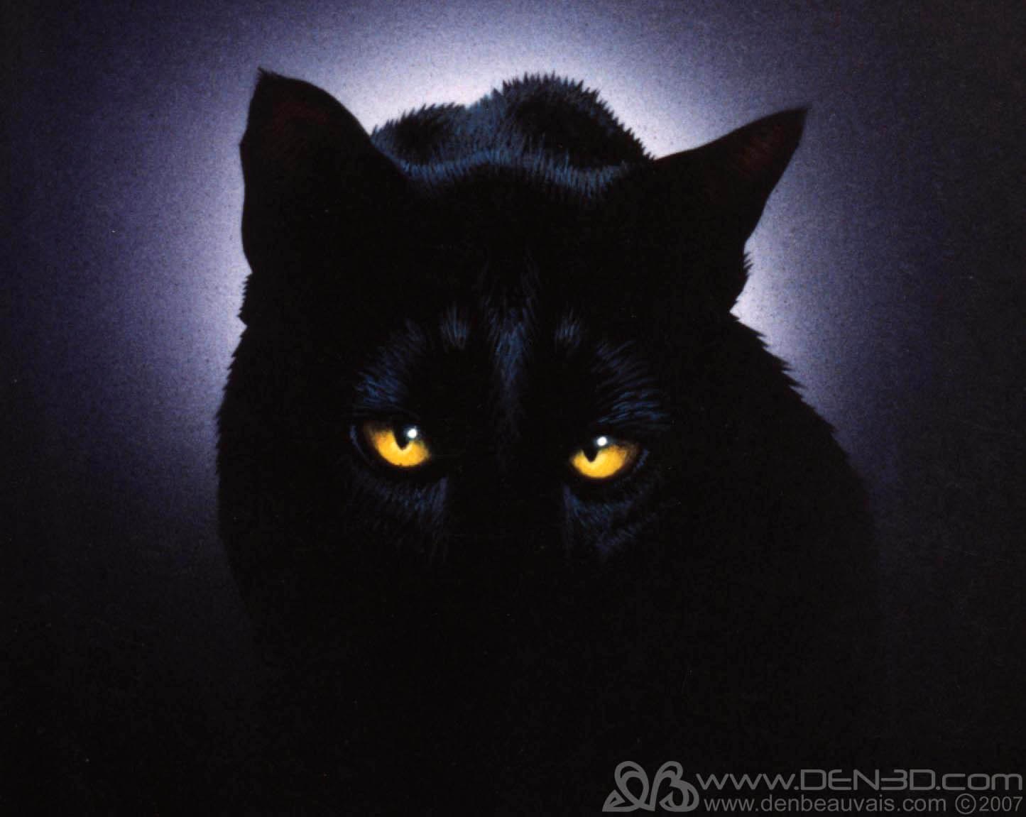 Аватар черный кот. Черная кошка. Красивая черная кошка. Черная ава. Черная аватарка.