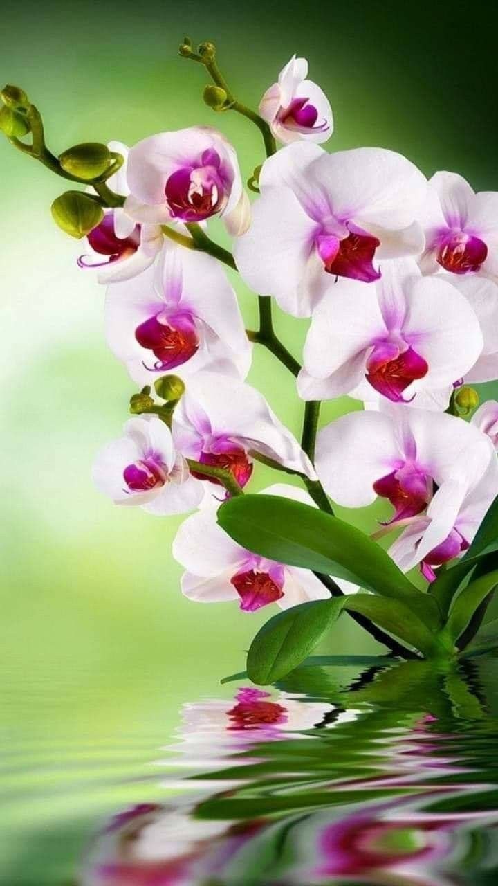 Красивые абстрактные цветы