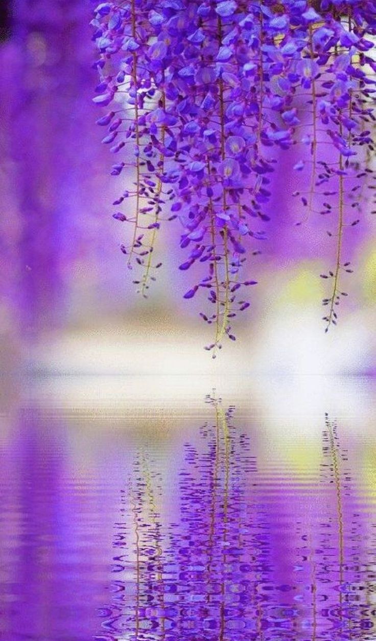 Космея Полевая