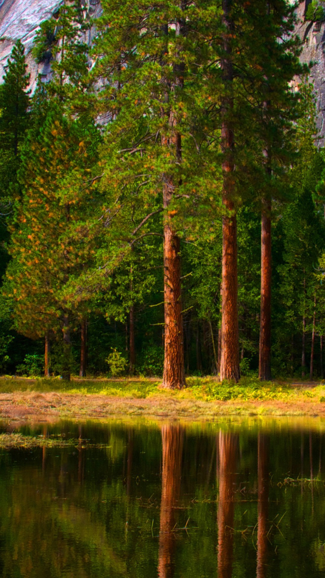 Заставка на телефон природы вертикальные. Лесной пейзаж. Озеро в лесу. Пейзаж вертикальный. Природа сосны.
