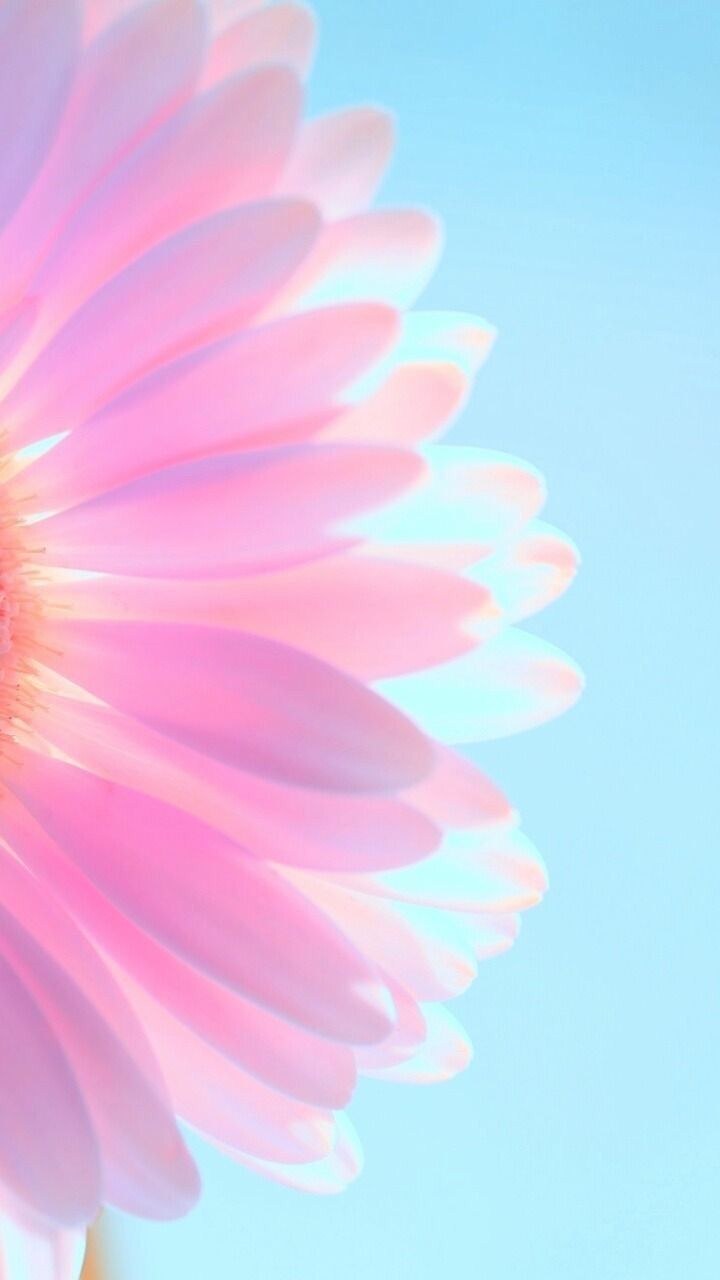 Розово голубые цветы