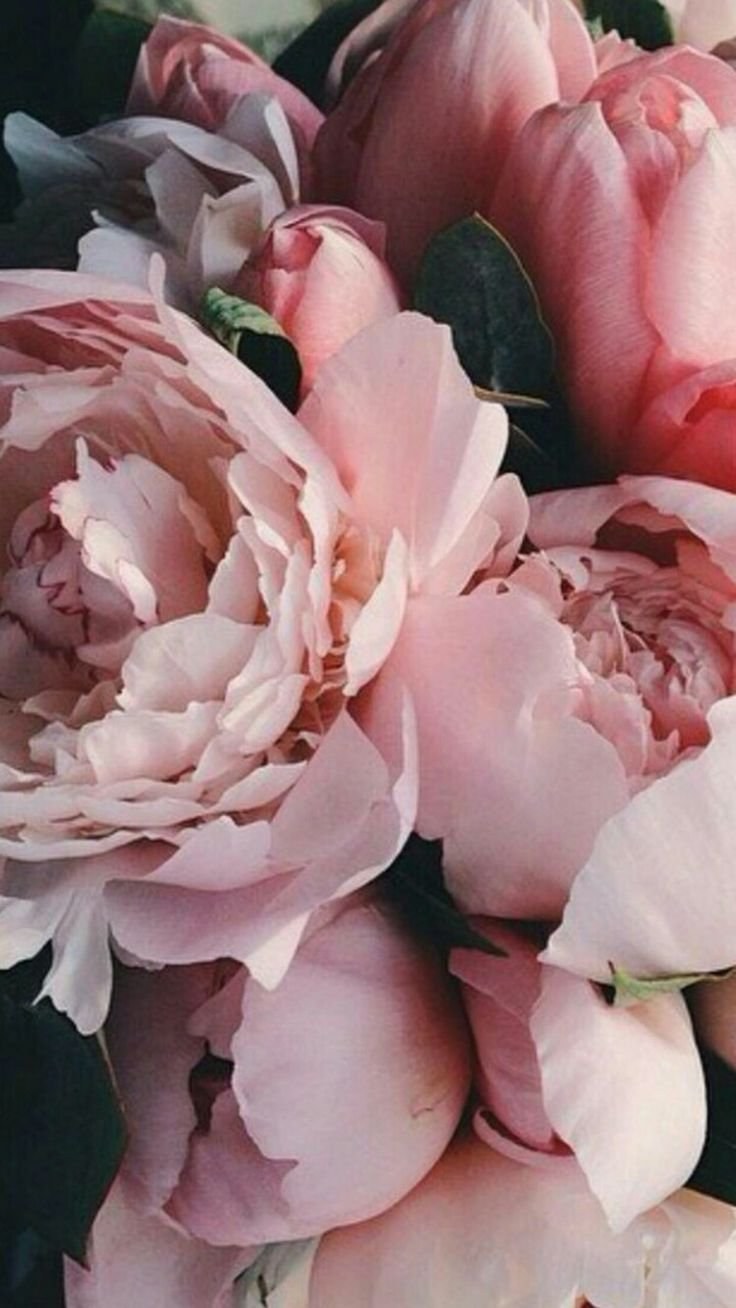 Лора Лэй пион