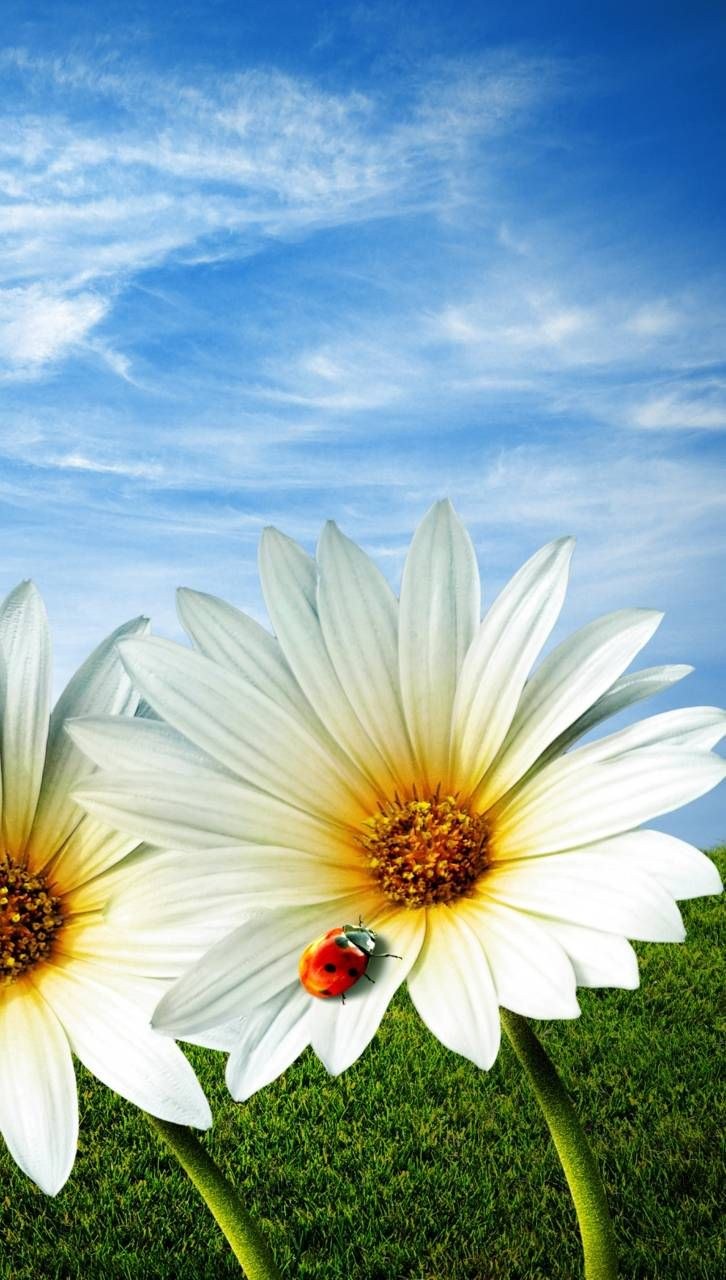 Картинки на аву природа лето