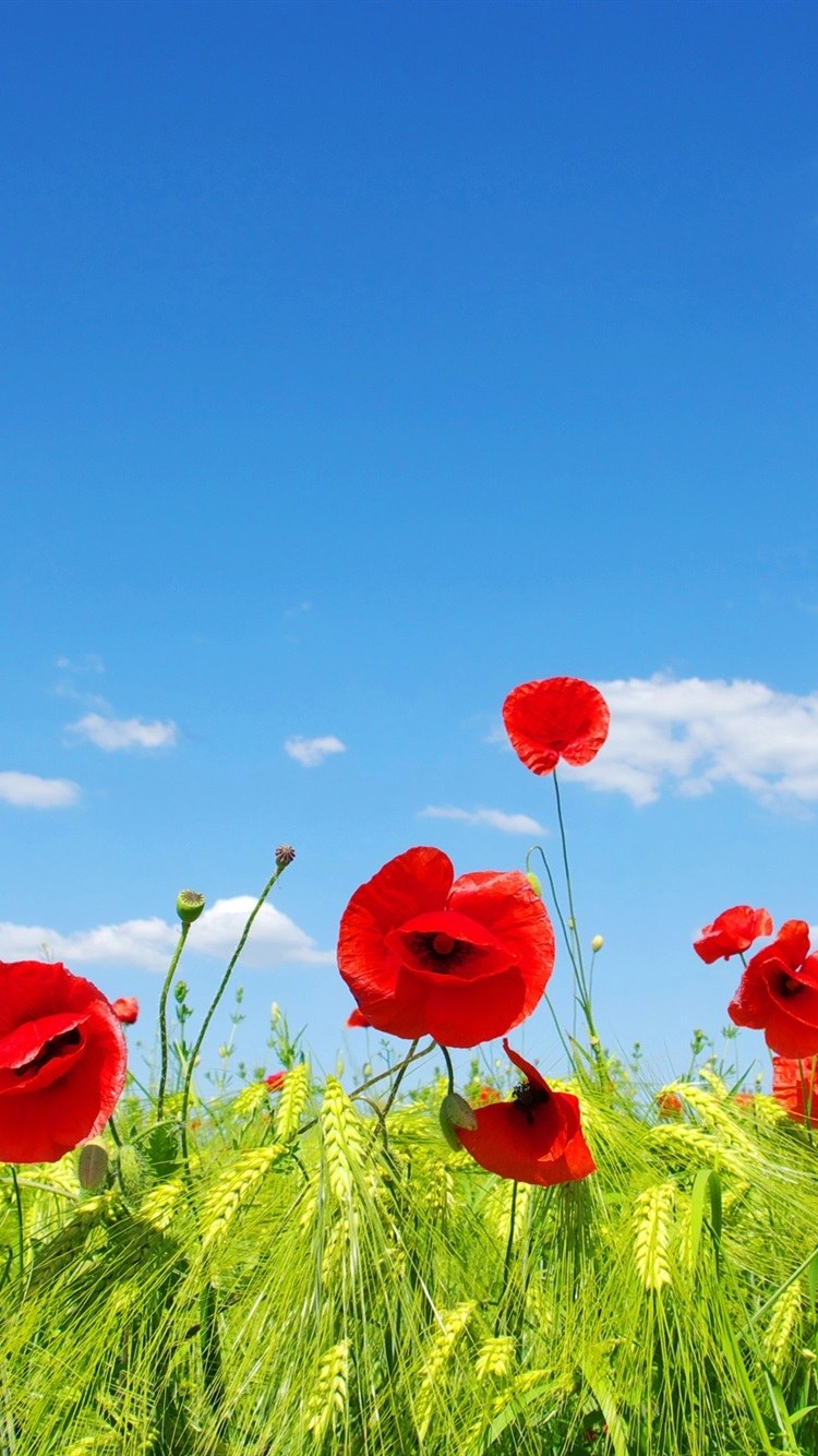 Летний фон с цветами