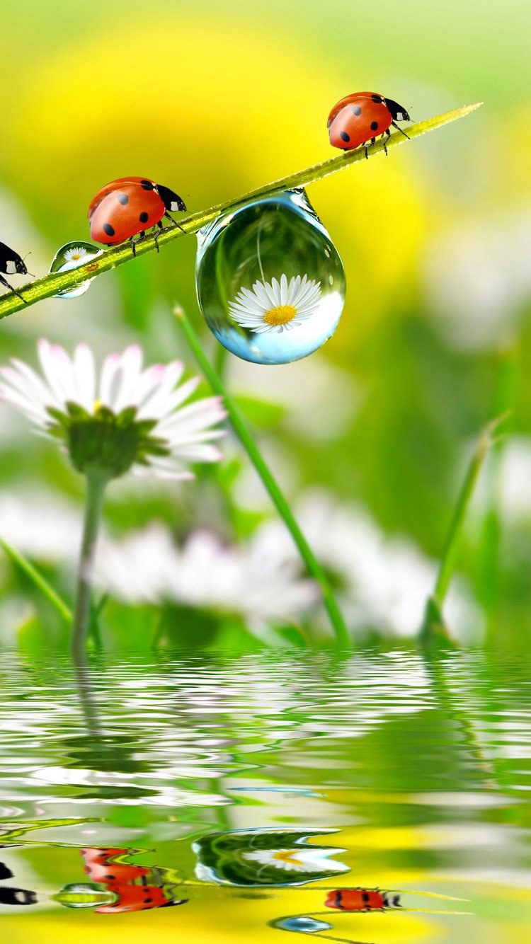 Кроны деревьев