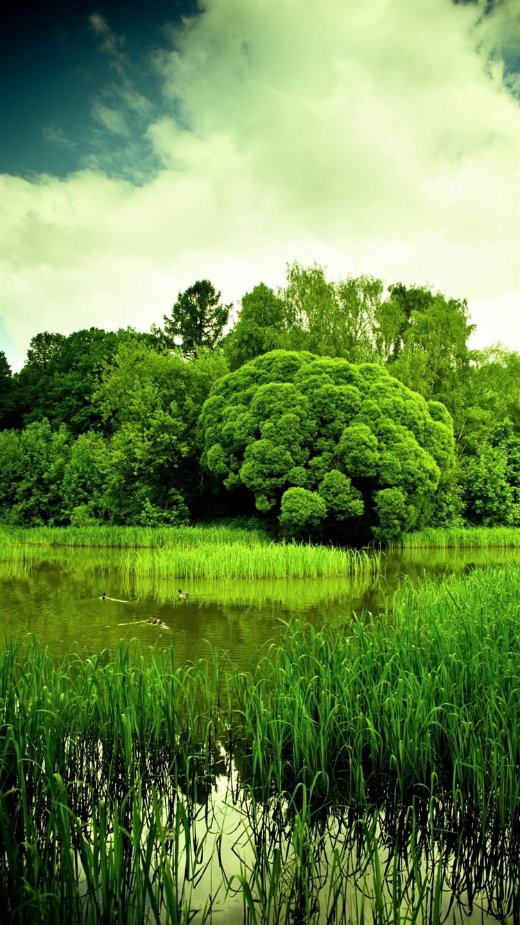 Цветы фэнтези