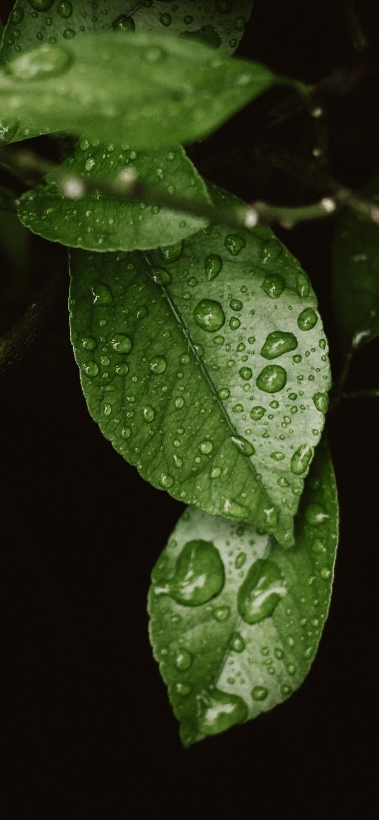 Капли на зеленом листе