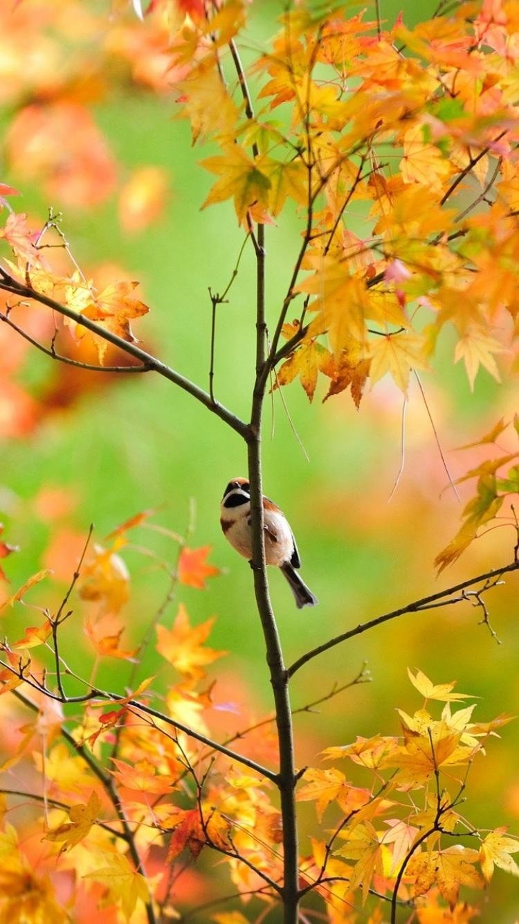 Осенняя листва