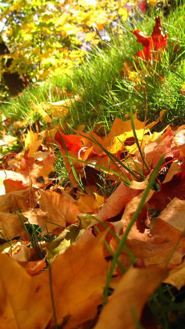 Кленовый лес