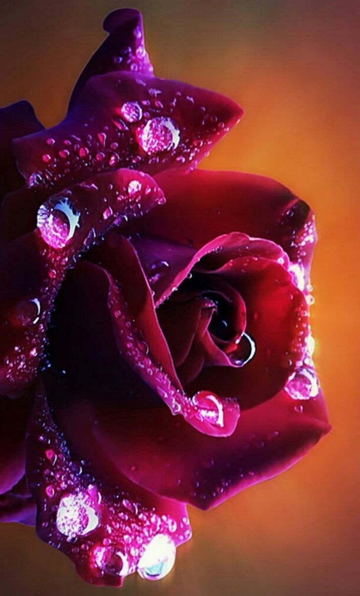 Классные цветочки