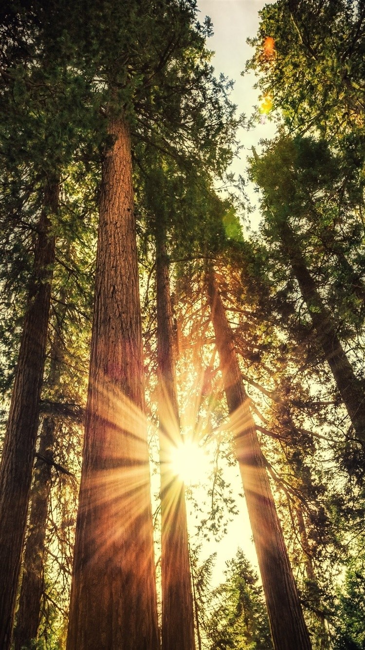 Сосновый лес солнце