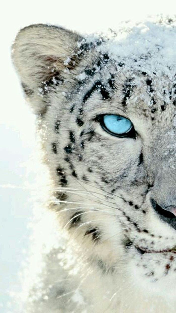 Снежный Барс Ирбис зимой