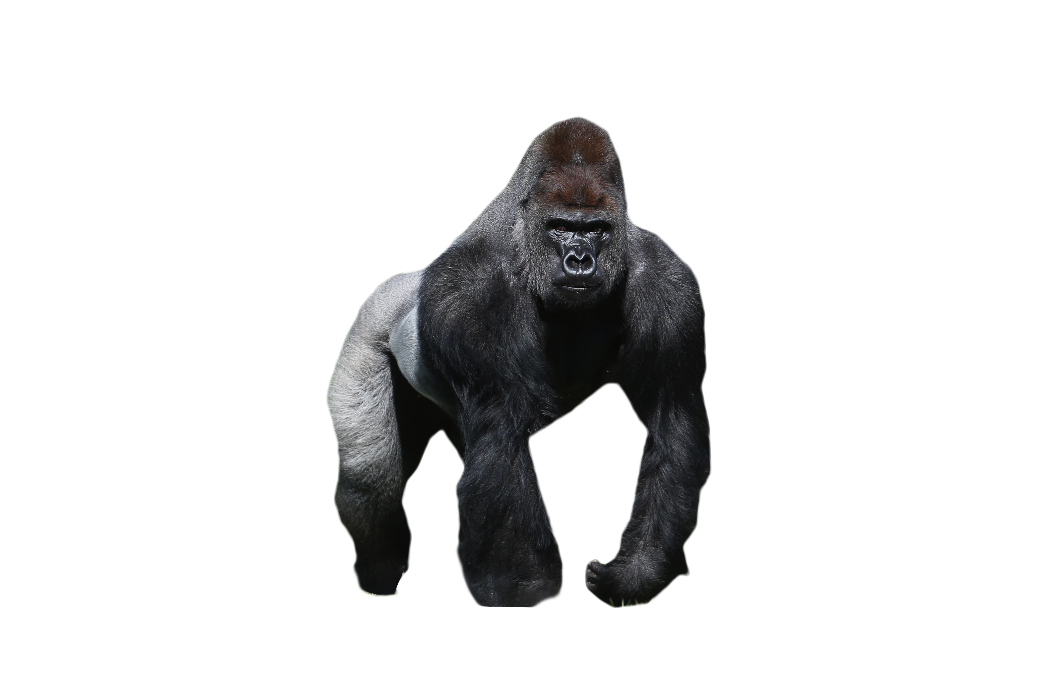 Шимпанзе горилла орангутан. Обезьяна горилла вид сбоку. Кинг Конг белая горилла. Западная Горная горилла. Кинг конг как разновидность обезьяны