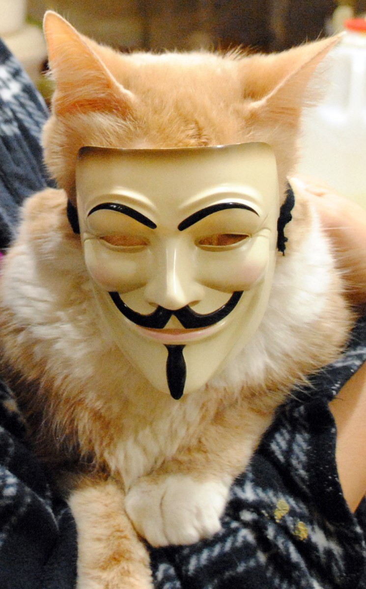 Кот в маске Гая Фокса