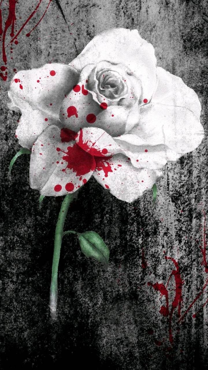 Разбитая роза на темном фоне