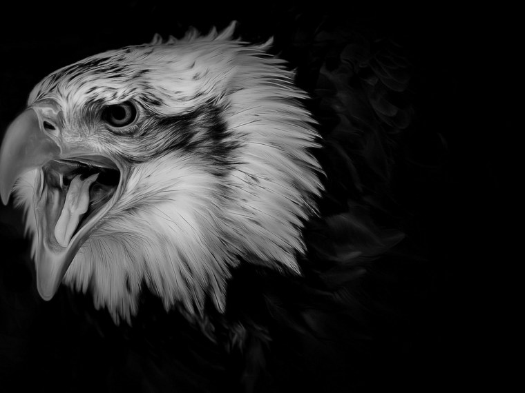 Орел черный белый