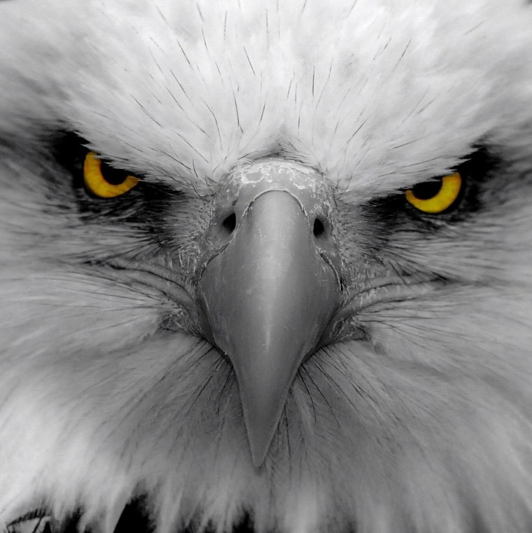 "Белоголовый Орлан"