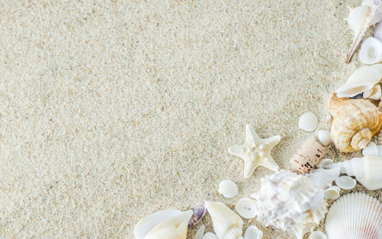 Ракушки на белом песке