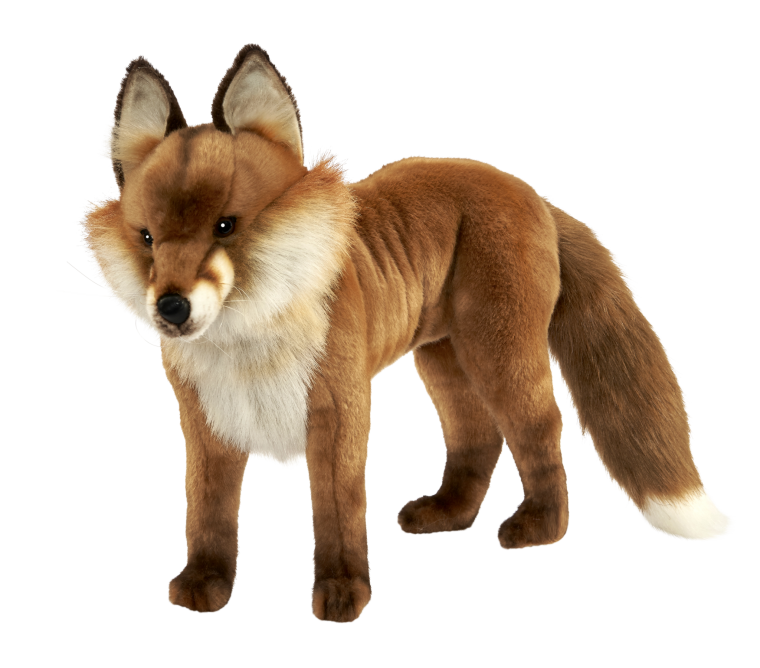 Лисы на белом фоне