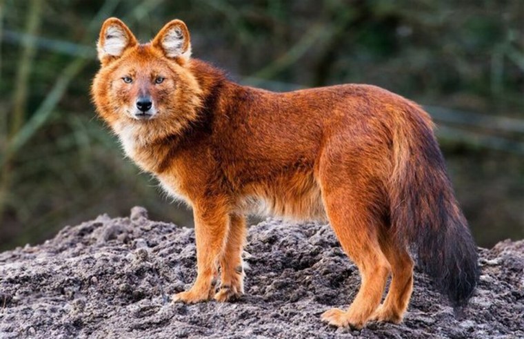 Нарисовать шакала