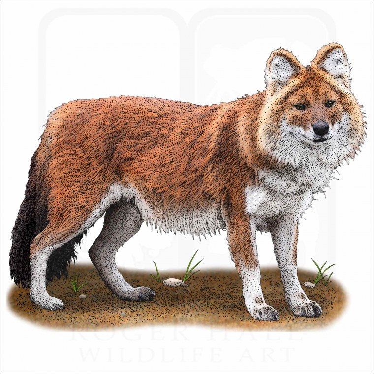 Волк векторный рисунок для принта