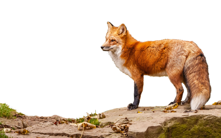 Красный волк арт