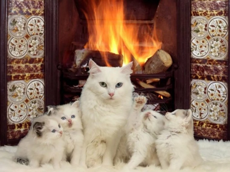 Кот у камина