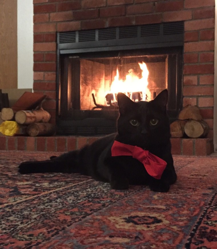 Коты у камина