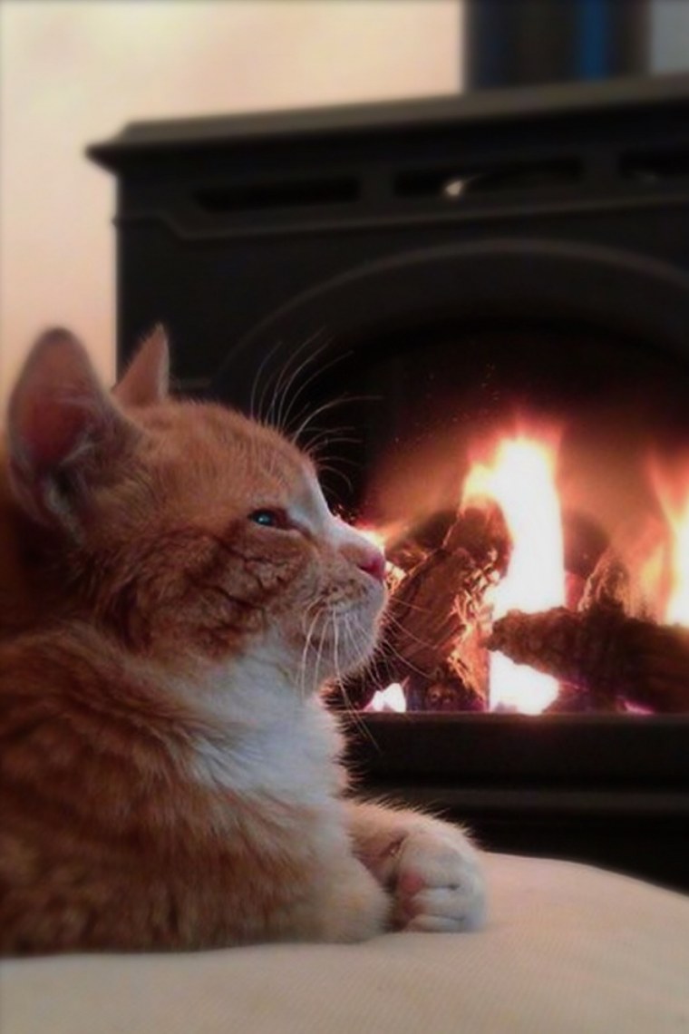 Кот у камина