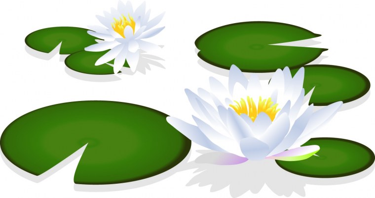 Кувшинка без фона