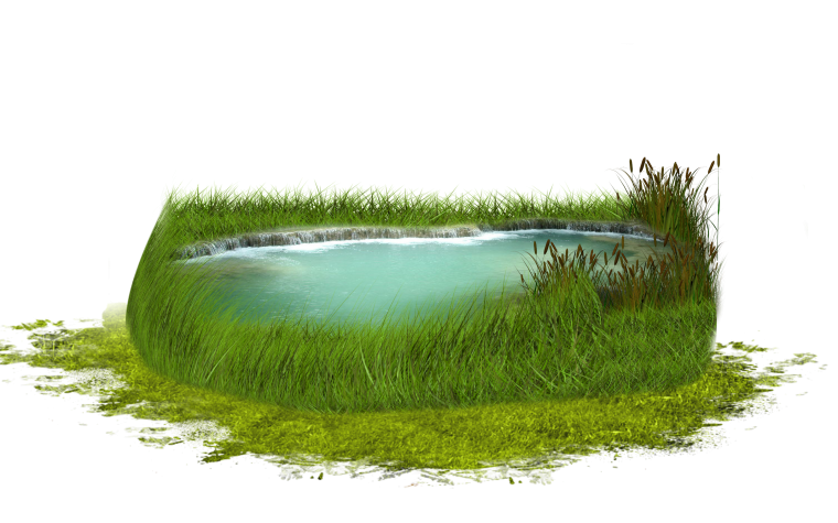 Пруд на белом фоне