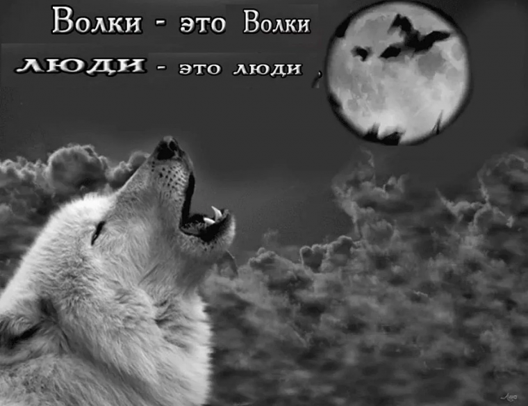 Цитаты Волков