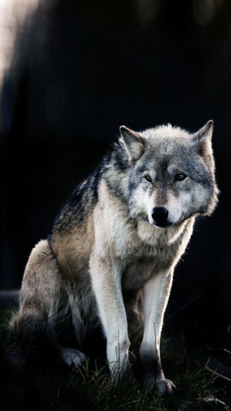 Одинокие волки