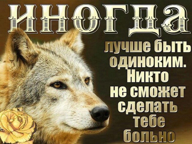 Одинокий волк цитаты