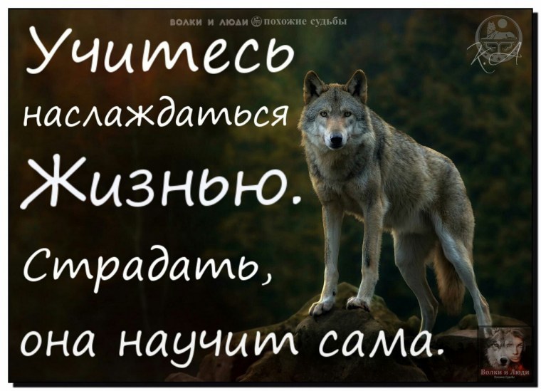 Одинокий волк по жизни