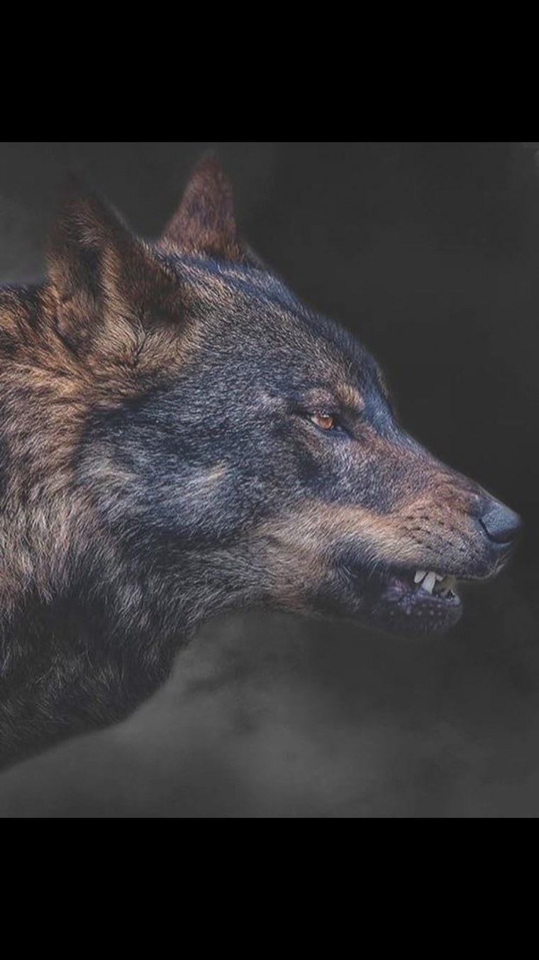 Волк одиночка цитаты