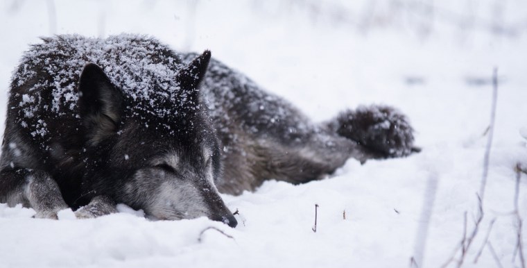 Цитаты Волков про одиночество