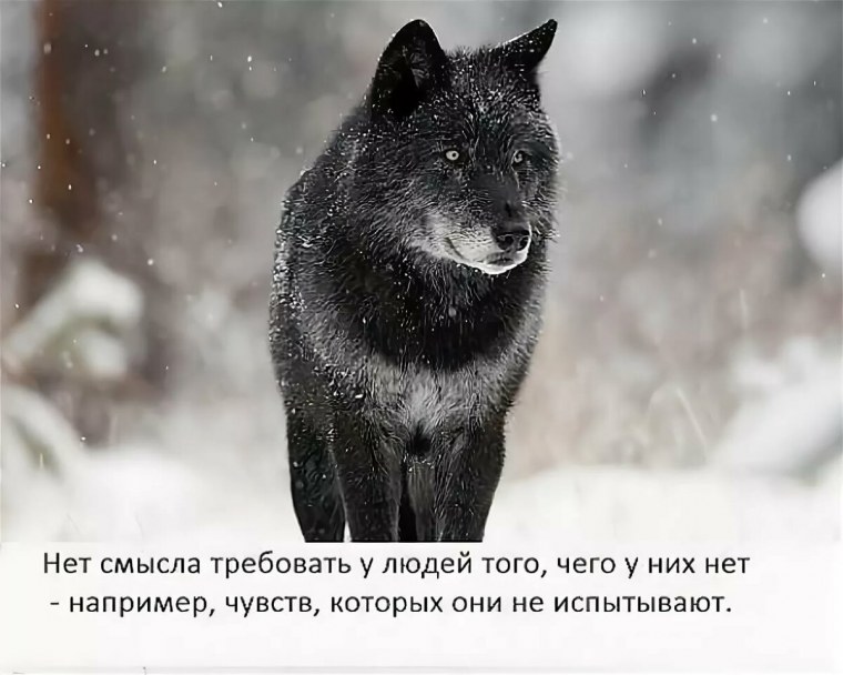 Цитаты Волков